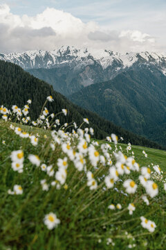 Wildflower meadow with snow-capped mountain range in spring