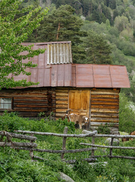Rustic log cabin with calf in mountain village
