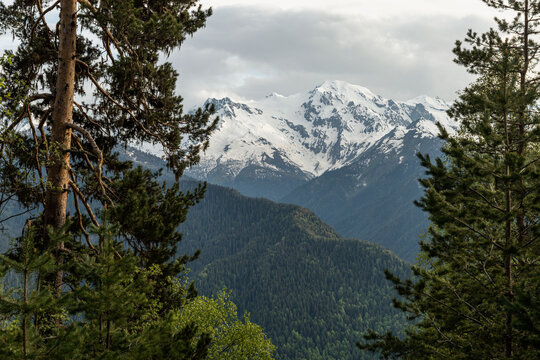Snow-capped mountain peaks framed by pine trees in spring
