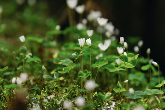 Wood sorrel flowers in a forest