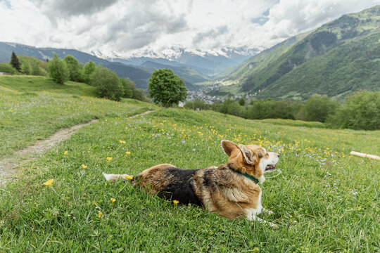 Pembroke Welsh Corgi in alpine meadow