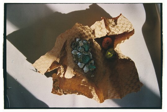 Bird eggs rest on crumpled paper in a warm sunlit corner