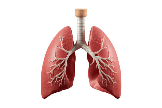 Detailed anatomical lungs with trachea and bronchi