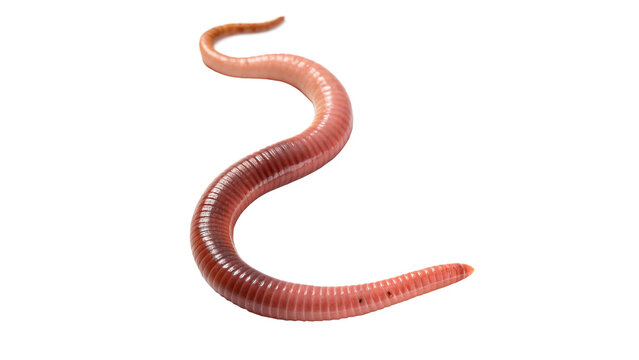 Pink translucent squiggly worm shape soft jelly candy isolated on transparent background