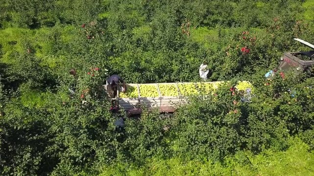 Drone circles workers during apple harvest