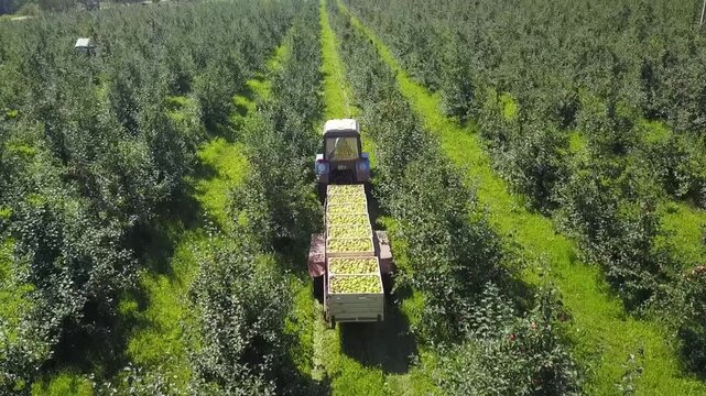 Drone trails tractor along apple tree rows