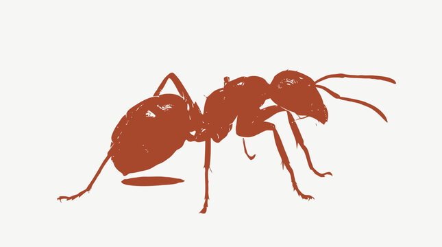 Red ant walking on clean white background Vector