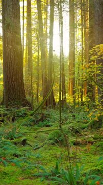 Moving through the lush green forest. Stunning Canadian nature.