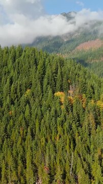 Aerial view of colourful forest on mountain slopes and cloudy sky. Canada