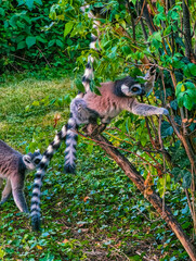 Naklejka premium Ring-Tailed Lemurs Climbing Among Dense Green Foliage in Nature Photo 