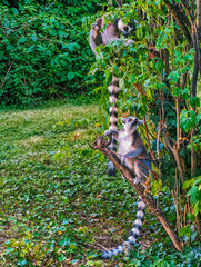Naklejka premium Ring-Tailed Lemurs Climbing Among Dense Green Foliage in Nature Background 