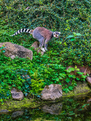 Naklejka premium Ring-tailed lemur standing on a rock near calm water edge
