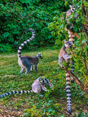 Naklejka premium Ring-Tailed Lemurs Climbing Among Dense Green Foliage in Nature Vertical 