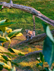 Naklejka premium Ring-Tailed Lemur Sitting Alertly on Fallen Tree in Green Habitat