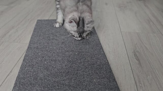 Cat explores new scratching mat with curiosity at home during daytime