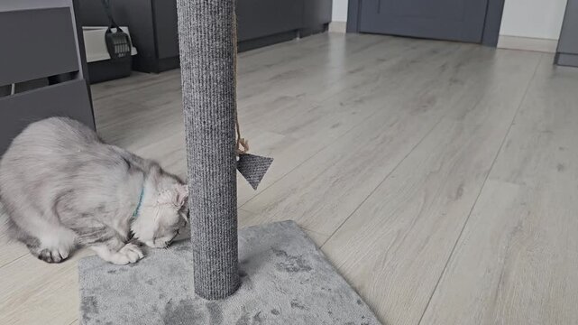 Kitten plays with scratching post in home setup during day