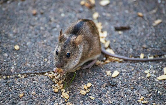 Apodemus sylvaticus Searching for Food on Paving Stones
