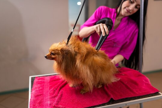 Female groomer rinses the coat of a small red pet with warm water from a shower head