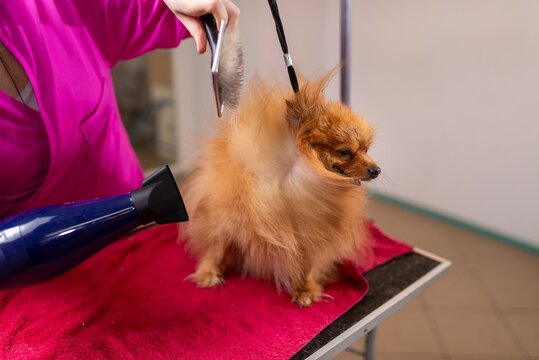 Fluffy spitz dog fur blowing in the wind from a dryer