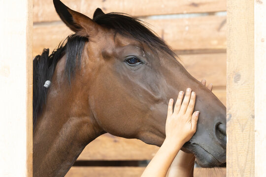 A girl's hands on either side of a horse's face.
