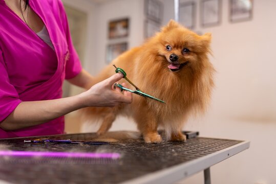 Haircut process for a cute standing pomeranian spitz