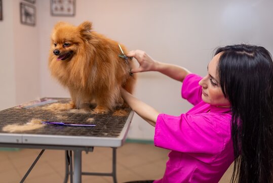 Professional groomer cutting fur on a dog back
