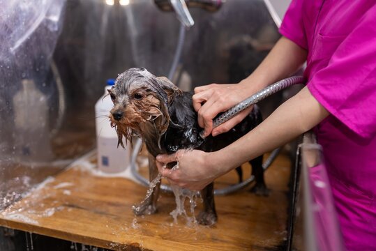 Female groomer in a pink uniform washes a wet puppy with soap bubbles