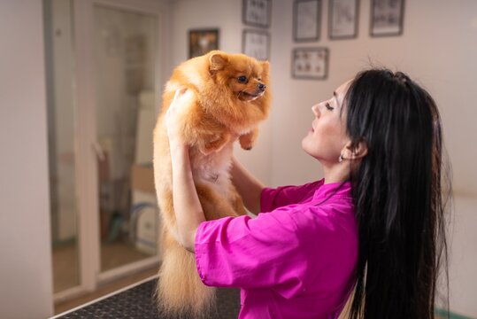 Groomer holding a fluffy pomeranian spitz at the salon