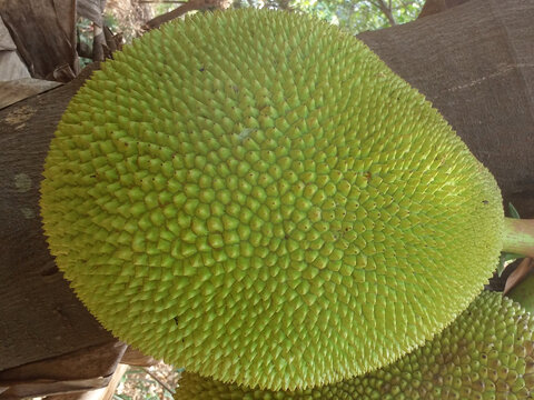 jackfruit or Artocarpus heterophyllus plant with fruits image.