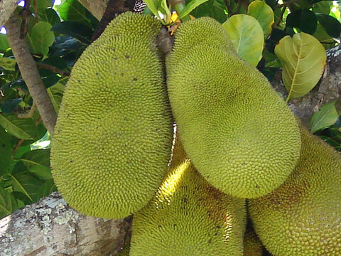 jackfruit or Artocarpus heterophyllus plant with fruits image.