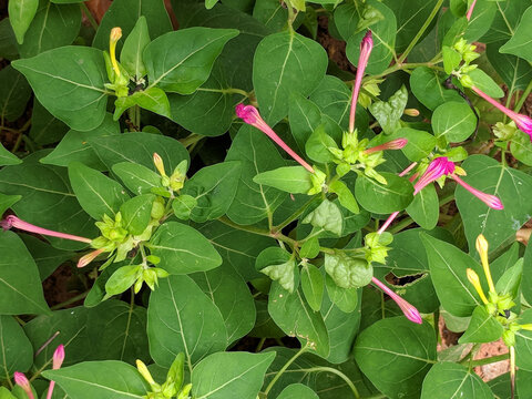 Mirabilis jalapa or Marvel of Peru plant with flower and buds image.