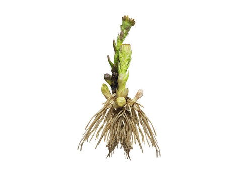 Tussilago farfara or coltsfoot roots isolated on a white background
