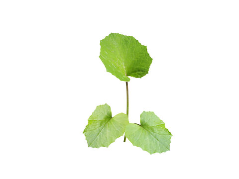 Tussilago farfara or coltsfoot seeding isolated on a white background