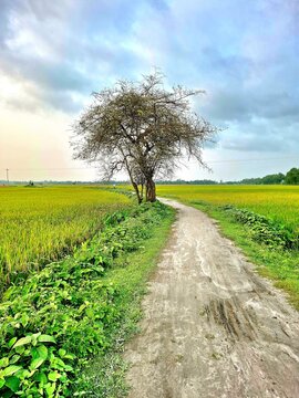lonely tree in the field
