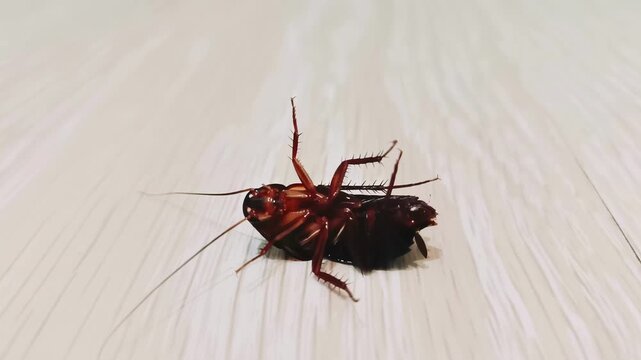 Dead cockroach on the floor after pesticide. The insect is lying on its back and twitching its legs.