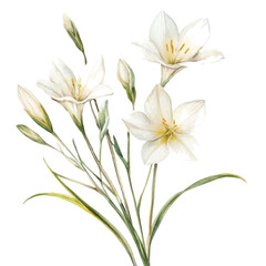 Fototapeta premium Zephyranthes Branch, clipart watercolor vector with gentle, isolated on a white background.