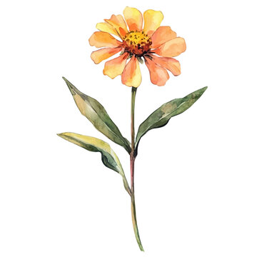 Zinnia Branch, clipart vector in watercolor style with flowing brushwork, isolated on a white background.