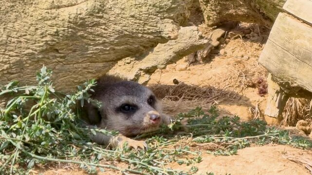 Meerkat rests under a log while exploring its surroundings at the local zoo during the afternoon