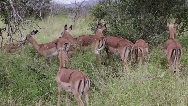 Herd of female impalas grazing in African savanna grassland
