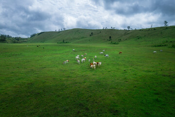 Obraz premium Aerial View of Cattle Grazing in Lush Green Mountain Meadow