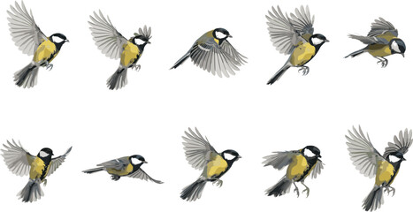 Great tit bird flying in different poses vector collection isolated on white background for nature design elements (17 words) © LALBANUBEGUM