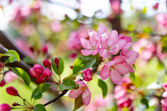 Pink crabapple blossoms and deep pink buds cover flowering tree branches in spring sunlight. Delicate fruit tree bloom creates romantic seasonal scene of renewal, freshness and natural beauty.