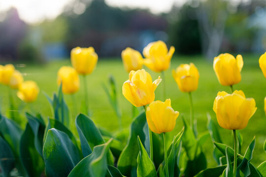 Tulips bloom in lush garden surrounded by fresh green foliage in spring. Elegant seasonal flowers create cheerful nature scene and symbolize renewal, beauty and arrival of spring.