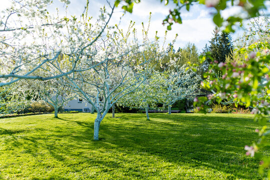 Sweet cherry trees covered with white blossoms bloom in a green home garden in spring. Peaceful flowering orchard scene evokes seasonal renewal, countryside life and beauty of nature.