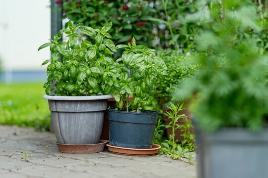 Basil plants growing in pots in a home garden. Container gardening with aromatic culinary herbs offers an easy way to grow fresh ingredients at home.