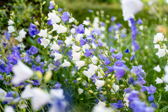 Blue and white campanula flowers bloom abundantly in a lush summer garden. Delicate bell-shaped blossoms create romantic floral background with fresh peaceful countryside atmosphere.