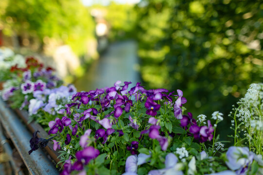 Purple and lavender pansies blooming in a flower box in a lush summer garden. Colorful container flowers create a vibrant seasonal display against soft green bokeh.