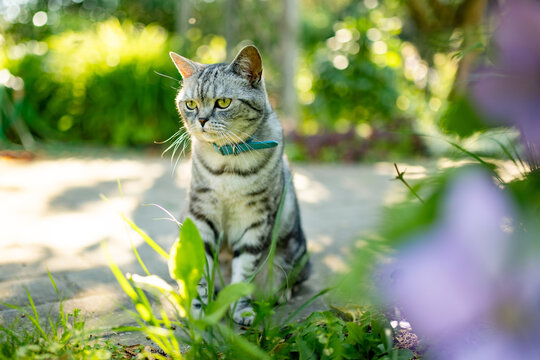 Silver tabby British Shorthair cat resting among lush green plants in a sunny garden. Beautiful domestic pet enjoying nature and outdoor life.