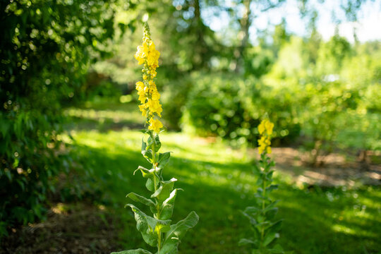 Tall yellow mullein flowers blooming in a sunny summer garden. Verbascum flower spikes rise among lush greenery in warm evening light.
