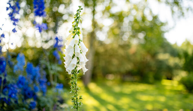 White foxglove flowers blooming in a sunlit summer garden. Delicate Digitalis blossoms stand against lush greenery with soft golden bokeh.